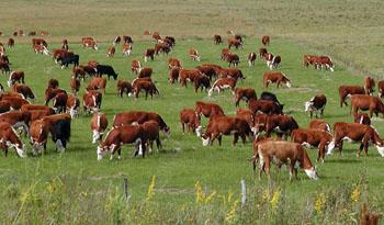 Campo uruguayo. Campo uruguayo.