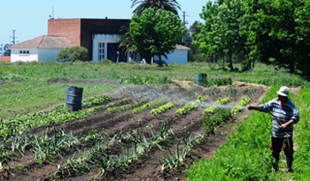 Las cooperativas agrarias prevalecen en tierras del Instituto Nacional de Colonización