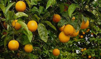 Producción de naranjas