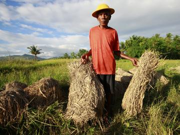 Trabajador en plantaciones de arroz