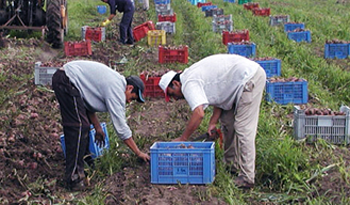 Agricultura familiar en el centro de la lucha contra la pobreza y la seguridad alimentaria Agricultura familiar en el centro de la lucha contra la pobreza y la seguridad alimentaria
