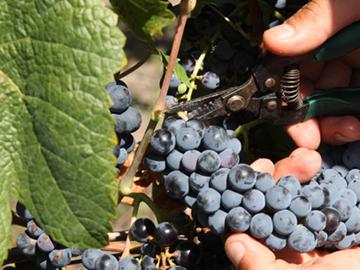 Recolección de uvas. Foto: INAVI Recolección de uvas. Foto: INAVI