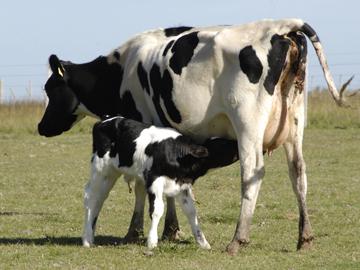 Vacas Vacas