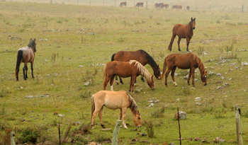 MGAP prohibió toda actividad con equinos a 50 kilómetros de la frontera con Brasil por casos de muermo