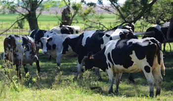 Campo uruguayo Campo uruguayo