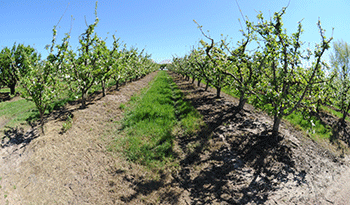 Producción agrícola