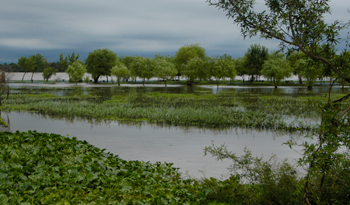 Ramsar destacó políticas públicas uruguayas para preservar bañados y humedales