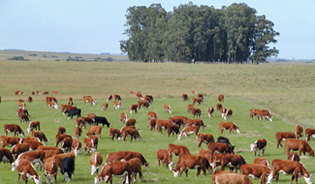 Carne uruguaya de exportación