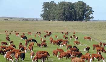Carne uruguaya de exportación Carne uruguaya de exportación
