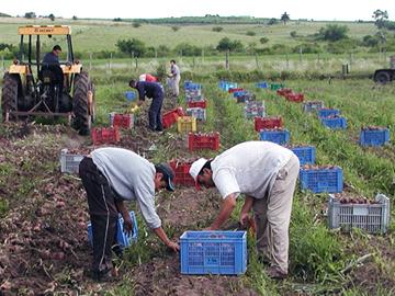 Gente cosechando verduras en el campo