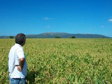 Campo