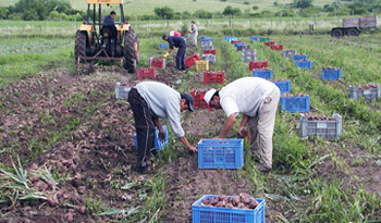 Trabajadores rurales en cosecha