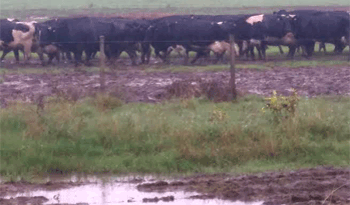 Emergencia agropecuaria, con enfoque en la ganadería