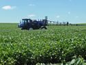 Uruguay comenzó proyecto de control biológico de soja para disminuir aplicación de agroquímicos