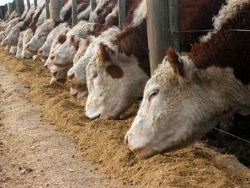 Vacas comiendo forraje Vacas comiendo forraje