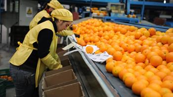 Trabajadoras clafisicando cítricos