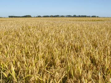 Plantaciones