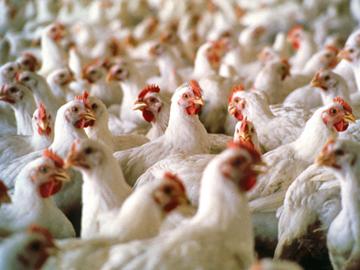 Pollos de granja
