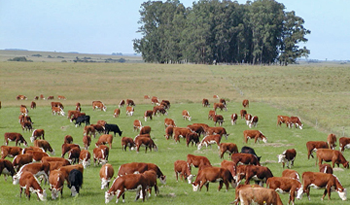 Ganado bovino en pastoreo, foto de archivo Ganado bovino en pastoreo, foto de archivo