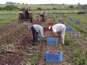 Gente trabajando en el campo