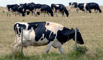 Producción de ganado Producción de ganado
