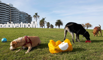 Perros en parque público