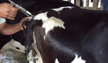 Vacunación de ganado bovino