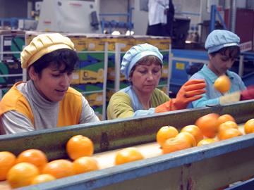 Mujeres en el trabajo de la naranja