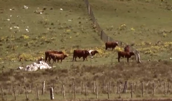 Producción de ganado en Lavalleja