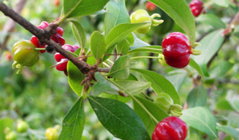 Fruto nativo: pitanga