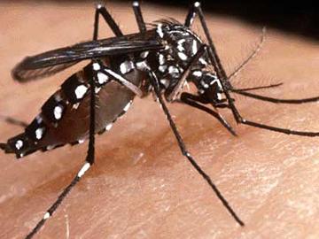 Dengue