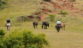 Derechos y obligaciones laborales en el mundo rural, el comercio y el trabajo doméstico