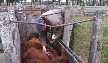 Vacunación obligatoria contra la fiebre aftosa comienza el 1ª de mayo