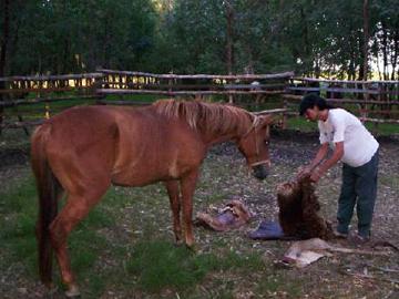 Caballo y peón