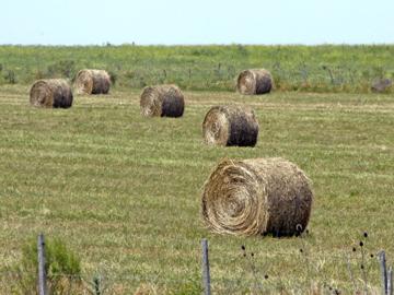 Campo