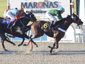 Caballos curzando en disco