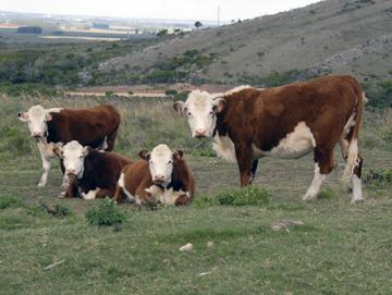 Vacas