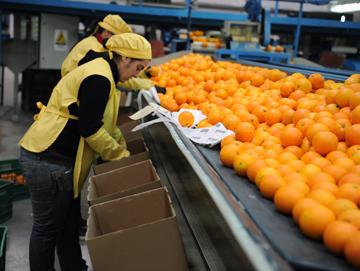 Mujer seleccionando naranjas