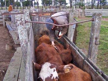 Personas vacunando vacas