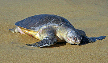 Tortuga Lepidochelys-olivacea, foto: Ceibal.edu.uy