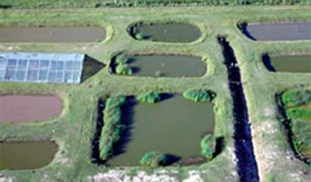 Reservas de peces de cultivo (Foto: DINARA)