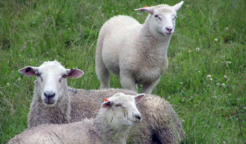 Productores podrán solicitar subsidio hasta el 12 de junio, a través de las organizaciones territoriales de productores Productores podrán solicitar subsidio hasta el 12 de junio, a través de las organizaciones territoriales de productores