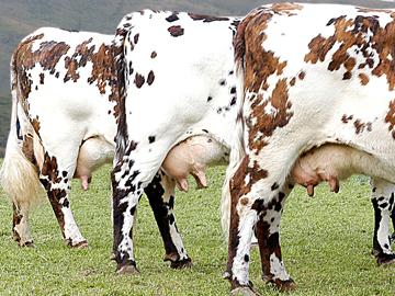 Vacas