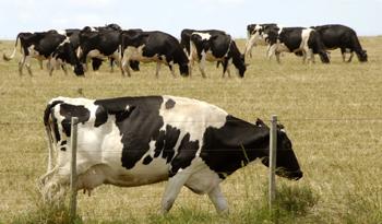 Cría de ganado Cría de ganado