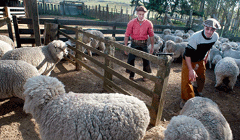 Instituto de Colonización llama a interesados en producción ganadera en seis departamentos