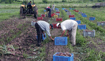 Trabajadores rurales en cosecha