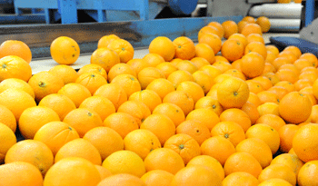 Producción citrícola