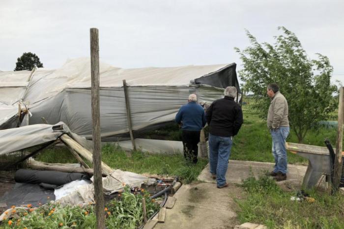 Producción en Canelones asegurada contra temporales Producción en Canelones asegurada contra temporales