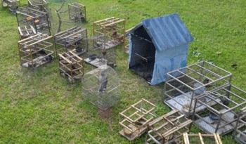 Liberación de aves