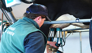 Trabajador de tambo